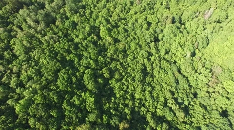 Flight over beautiful green forest Stock Footage 63871417