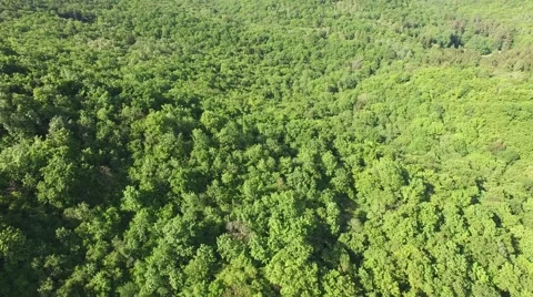 Flight over beautiful green forest Stock Footage 63871427