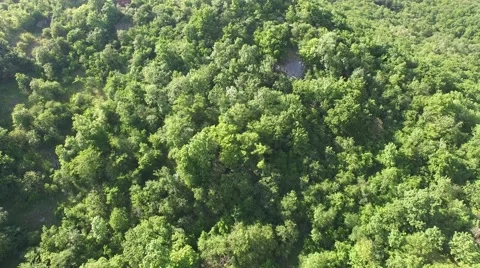 Flight over beautiful green forest Stock Footage 63871462