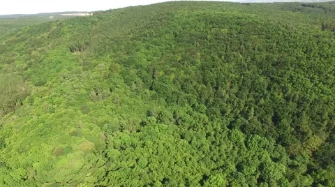Flight over beautiful green forest Stock Footage 63871594
