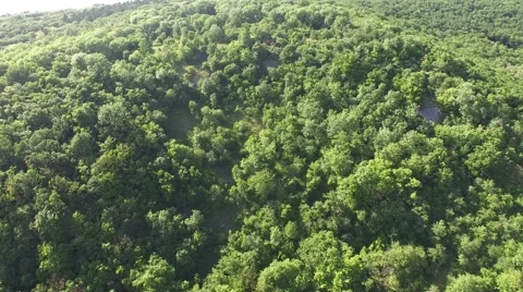 Flight over beautiful green forest Stock Footage 63872053