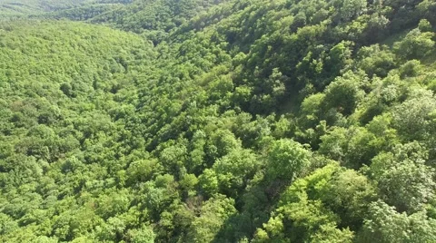 Flight over beautiful green forest Stock Footage 63872103