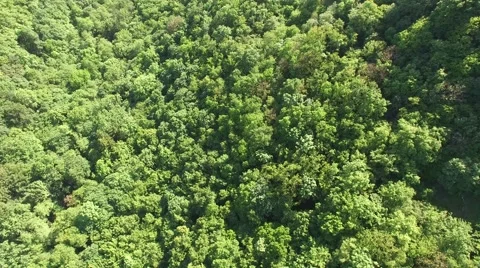 Flight over beautiful green forest Stock Footage 63872544