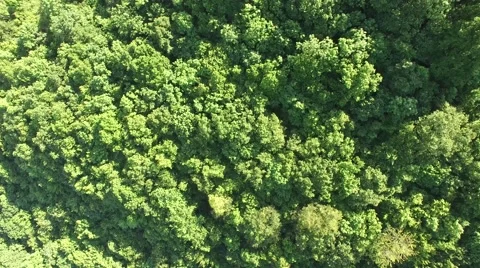 Flight over beautiful green forest Stock Footage 63872563