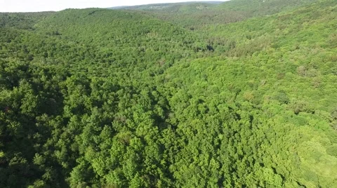 Flight over beautiful green forest Stock Footage 63872756
