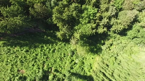 Flight over beautiful green forest Stock Footage 63938336