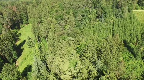 Flight over beautiful green forest Stock Footage 63938670