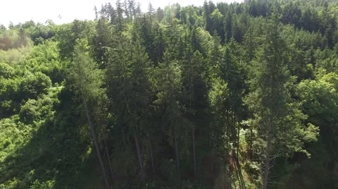 Flight over beautiful green forest Stock Footage 63939152