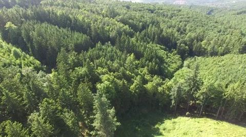 Flight over beautiful green forest Stock Footage 63939426