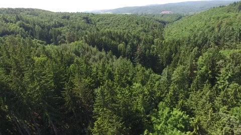 Flight over beautiful green forest Stock Footage 63942036