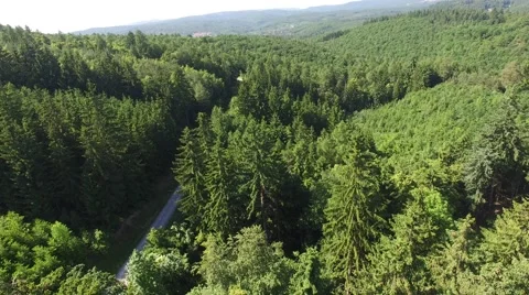Flight over beautiful green forest Stock Footage 63948006