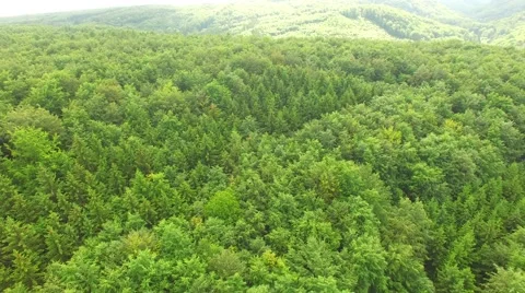 Flight over beautiful green forest Stock Footage 64195780
