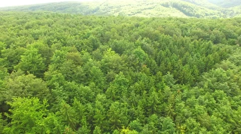 Flight over beautiful green forest Stock Footage 64196006