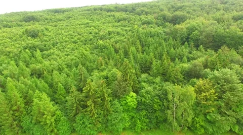 Flight over beautiful green forest Stock Footage 64196148
