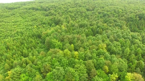 Flight over beautiful green forest Stock Footage 64196195