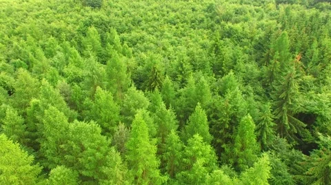 Flight over beautiful green forest Stock Footage 64196331