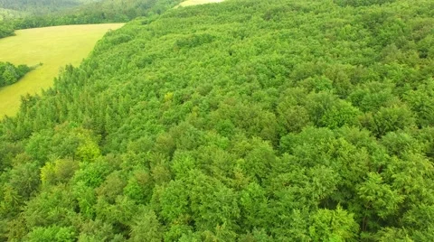 Flight over beautiful green forest Stock Footage 64196378