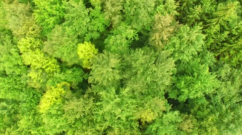 Flight over beautiful green forest Stock Footage 64196425