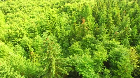 Flight over beautiful green forest Stock Footage 64196598