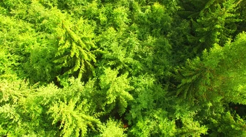 Flight over beautiful green forest Stock Footage 64196645
