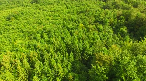 Flight over beautiful green forest Stock Footage 64196706