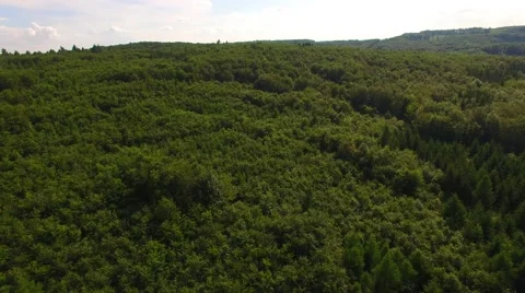 Flight over beautiful green forest Stock Footage 64197165