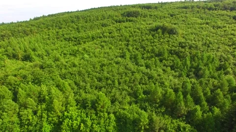 Flight over beautiful green forest Stock Footage 64197922