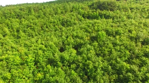 Flight over beautiful green forest Stock Footage 64197972