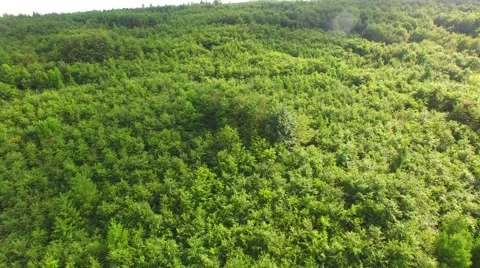 Flight over beautiful green forest Stock Footage 64198015