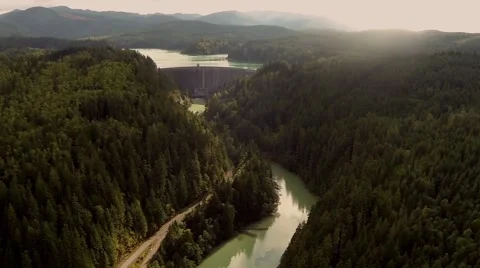 Flight over the beautiful pine forest Stock-Footage 42525563