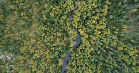 Flight over the Beautiful River and colorful autumn Wood. Stock Footage 117494145