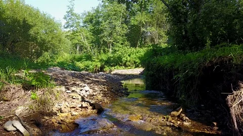 A flight over a beautiful stream in the forest Stock Footage 81530956