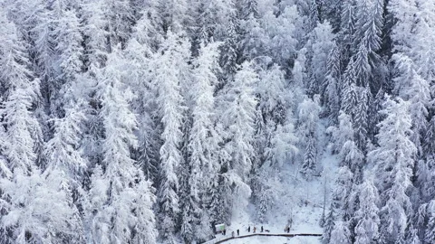 Flight over beautiful winter forest Stock-Footage 147357076