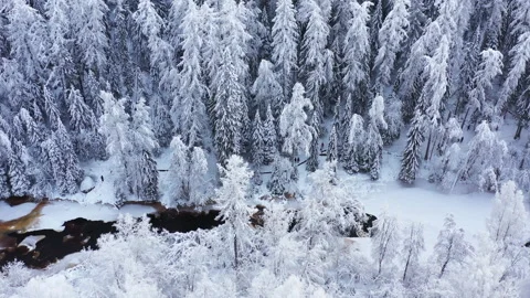 Flight over beautiful winter forest Stock-Footage 147357682