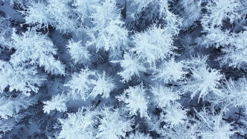 Flight over beautiful winter forest Stock-Footage 147358920