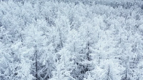 Flight over beautiful winter forest Stock-Footage 147359441