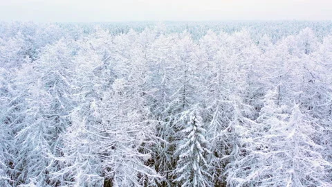 Flight over beautiful winter forest Stock-Footage 147360161