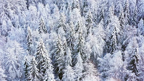 Flight over beautiful winter forest Stock-Footage 147361279