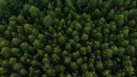 Flight over the birch forest which is replaced by coniferous trees, a view fr Stock Footage 136566698