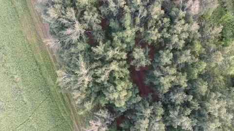 Flight over birch tree forest Stock Footage 142278419