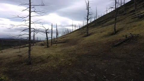 The Flight Over Black Lava Field And Dead Forest in Kamchatka. Drone Video. Stock Footage 128782994
