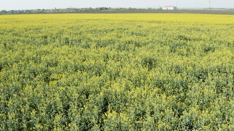 Flight over the blooming fields of rapeseed Stock Footage 128718709