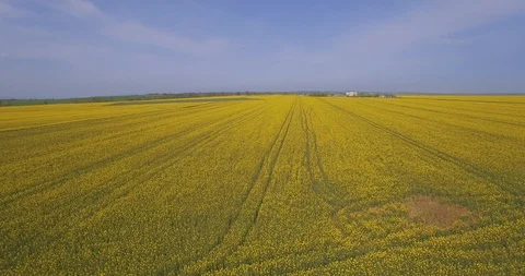Flight Over Blooming Rapeseed Field Video stock 88671656