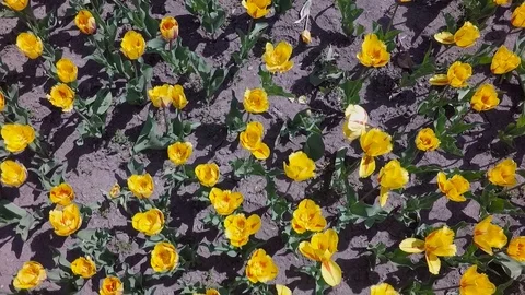 Flight over blooming yellow tulips Stock Footage 101653261