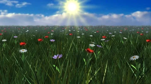 Flight over a blossoming meadow Stock Footage 7975624