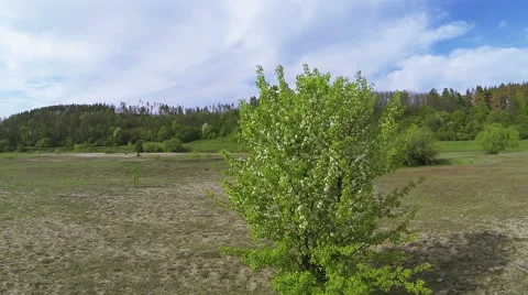 Flight over blossoming tree spring day . Aerial   Stock Footage 49973113
