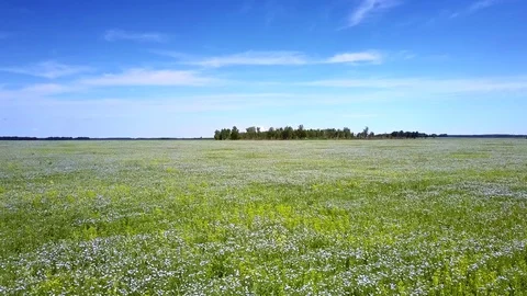 Flight over boundless field of blossoming buckwheat 스톡 동영상 94225561