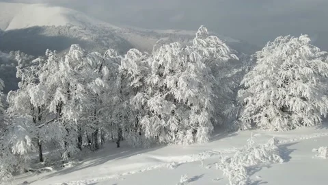The flight over the branches of the trees covered with shiny snow. Fabulous Stock Footage 148467686