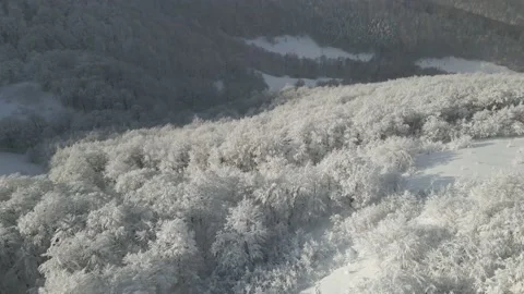 The flight over the branches of the trees covered with shiny snow. Snowy and Stock Footage 148467961