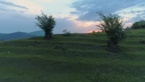 Flight over bunch of cows crop the grass at alpine meadow. Stock Footage 109122688